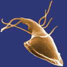 A single Giardia lablia microorganism as viewed under a microscope. Looking like cross between a snail and a squid, it has a large flattened head with a tapering body with tentacles along the sides and back.
